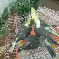 عروس هلندی|پرنده|دابودشت, |دیوار