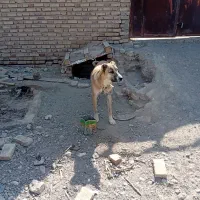 سگ نگهبان|سگ|سیرجان, |دیوار
