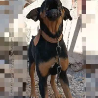 واگذاری سگ روتوایلر