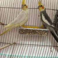 عروس هلندی مولد|پرنده|بندرعباس, |دیوار