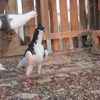 رنگی و شهری زرنگ|پرنده|اهرم, |دیوار