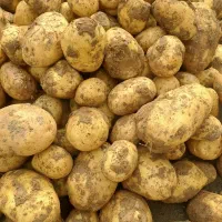 سیب زمینی بذری کارلیا مدل 402 و جیلی بذری مدل402