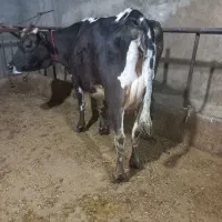 گاو شیری آبستن  دو رگه