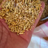 جو  سبوس یونجه گندم خرده گندم
