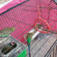 مرغ عشق با قفس|پرنده|پاکدشت, پاکدشت (مامازند)|دیوار