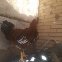 خروس دورگ جوان ۲ عدد|حیوانات مزرعه|سیرجان, |دیوار