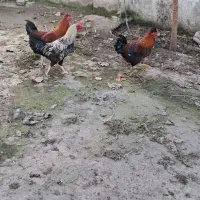 مرغ وخروس در فومن|حیوانات مزرعه|رشت, یخسازی|دیوار