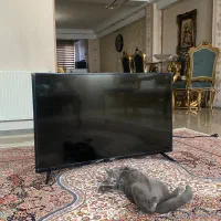 تلوزیون ۴۳اینچ blest|تلویزیون و پروژکتور|کرج, برغان|دیوار