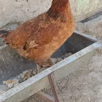 مرغ خونگی فروشی|حیوانات مزرعه|زهک, |دیوار