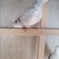 کبوتر پرشی|پرنده|محمدشهر, عباس آباد|دیوار