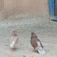 نر و ماده عالی همه چی تموم|پرنده|پاکدشت, حصار امیر|دیوار