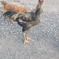 ۶میلیون|حیوانات مزرعه|مرند, |دیوار