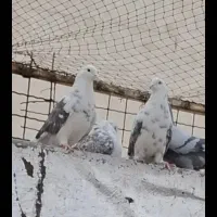 کبوتربارجدیدرسید|پرنده|کوهدشت, |دیوار