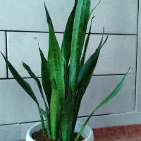 گل های سانسوریا