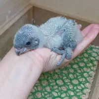 جوجه سرلاکی شاه طوطی  راهب سنگال|پرنده|مشهد, شهید قربانی|دیوار