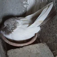 کله دمسبز، طلایی