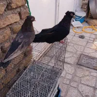 کبوتر زاغ صربستانی|پرنده|ارومیه, |دیوار