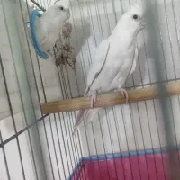 جفت مرغ عروس