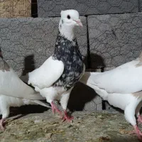 کبوتر طوقی|پرنده|شیراز, حومه شیراز|دیوار