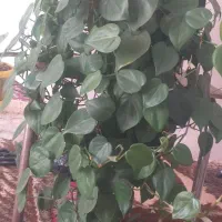 گل شاداب و سر حال