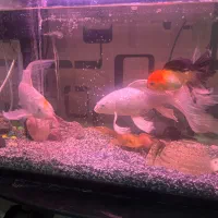 ماهی|ماهی|اراک, |دیوار