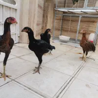 فروش ۵تا جوجه لاری افغان ۴ ماهه
