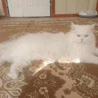 گربه پرشین