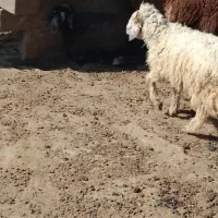 بره