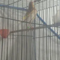 قناری|پرنده|بم, |دیوار