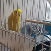 جفت مرغ عشق مولد با قفس