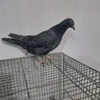 کبوتر پلاکی|پرنده|شاهین‌شهر, نظامی|دیوار