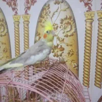 ابلغ لوتینو|پرنده|خاش, |دیوار