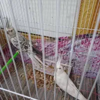 طوطی عروس|پرنده|بندر ماهشهر, |دیوار