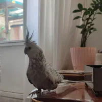 عروس هلندی ماده
