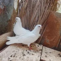 کبوتر سفید