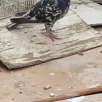 کبوتر کوهی دورگ سیاه