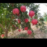 باغ انار اجاره در روستای قردین