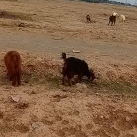 بزغاله ماده