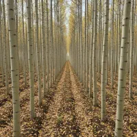 نهال صنوبر پایه موفقیت باغ شما