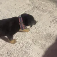 گمشده /توله / دو تومن مژدگانی|حیوانات|دورود, |دیوار