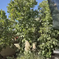 فوری فوری چناران بهشتی 15 معاوضه با گلبهار|فروش خانه و ویلا|چناران, |دیوار