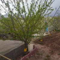 باغ وخانه باغ با انواع درخت میوه نرسیده به سرند|فروش خانه و ویلا|خواجه, |دیوار