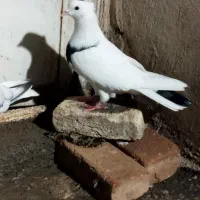 کفتر|پرنده|کوهدشت, |دیوار