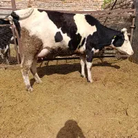 گاو شیری سیمینتال با گوساله سیمینتال