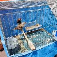 فروش یک جفت فنچ