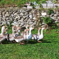 غاز محلی گرید A با بالاترین کیفیت ممکن