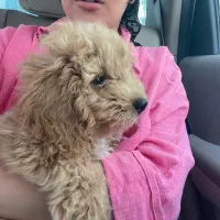 toy poodle|سگ|تهران, مهران|دیوار