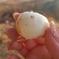 پیاز بذر زعفران