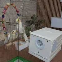 دو عدد عروس هلندی