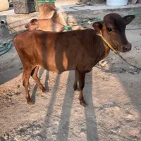 گاو